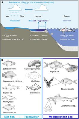 Strontium and Oxygen Isotope Analyses Reveal Late Cretaceous Shark Teeth in Iron Age Strata in the Southern Levant